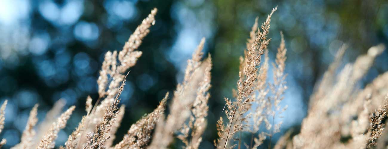 Gräser im Wind - Sinnbild für die Tanztage mit Körperarbeit