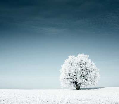 Ein einzelner Baum im Schnee - Sinnbild für die Stille
