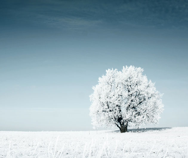 Sitzen-in-der-Stille-2 Ein einzelner Baum - Sinnbild für das Sitzen in der Stille