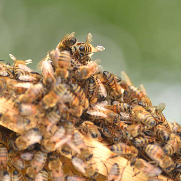 Zapchen-6 Bienenvolk - Sinnbild für die Übungen beim Zapchen