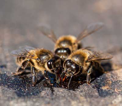 Drei Bienen - Sinnbild für Zapchen-Übungen