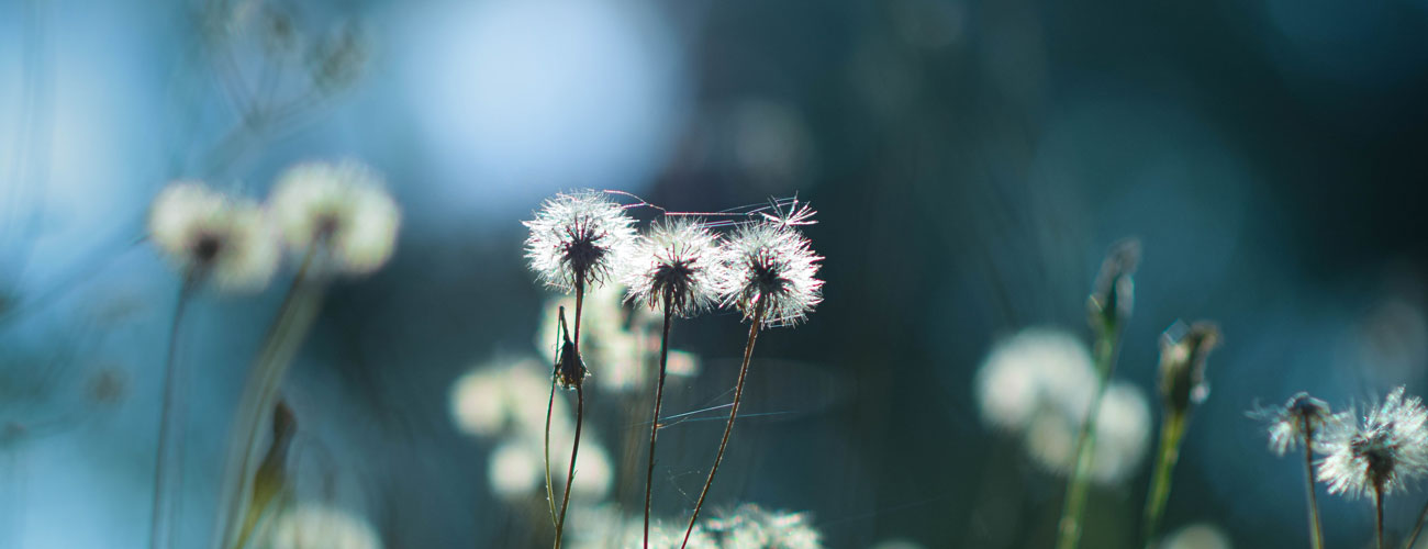 a43 Blumen im Wind - Sinnbild für die Zapchen-Kurse